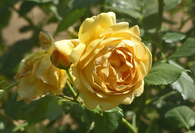 P4070526_edited-1