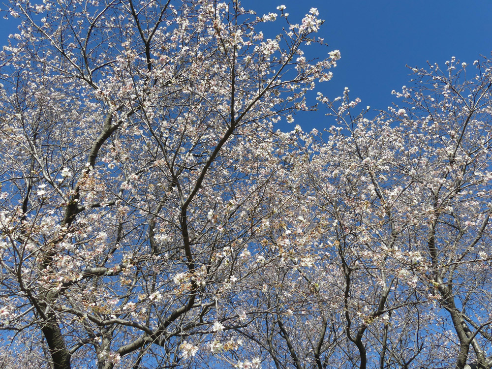 冬桜満開 : 四季の風2