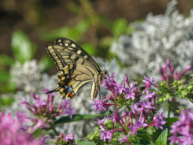 P1120760_edited-1