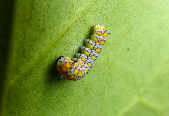 P4690861