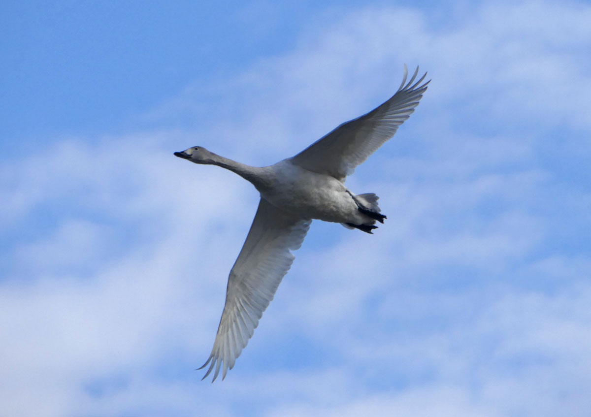 感動の白鳥の飛翔 四季の風2