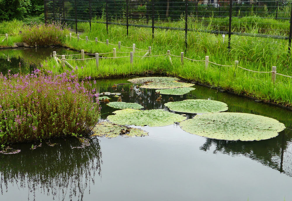 水元公園の花 水辺の花 四季の風2