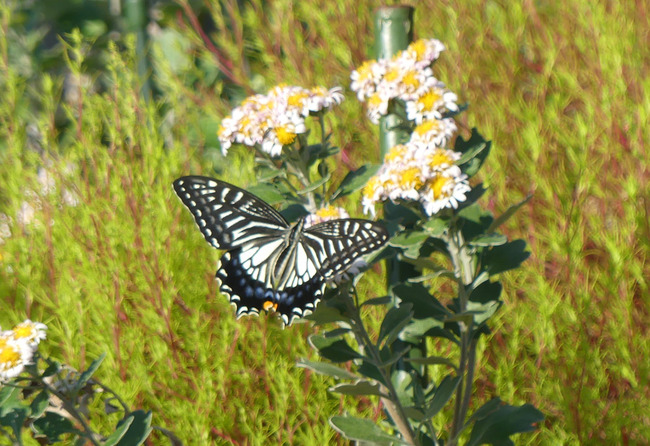 P3660591