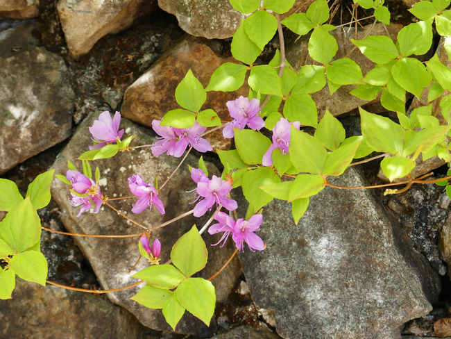 P6350182