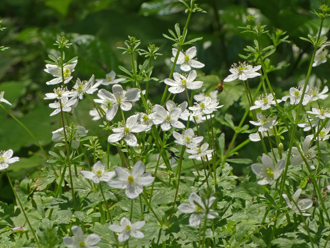P2840450