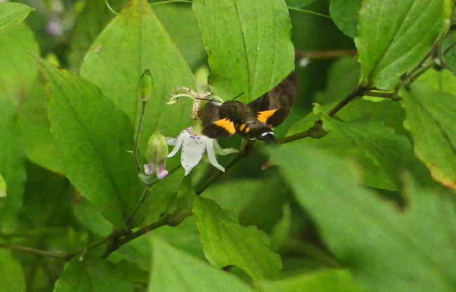 P4570336