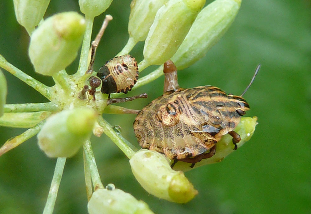 黒赤のカメムシ２種 四季の風2