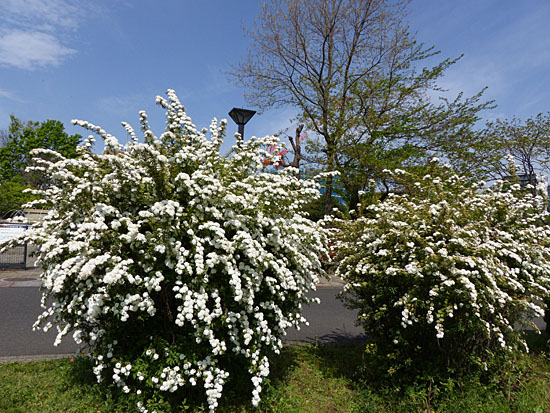 イメージ 4