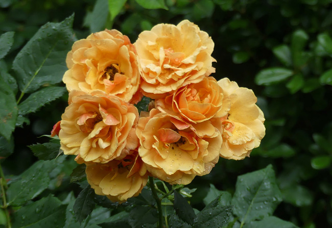 P6450526