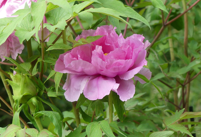 P1700225