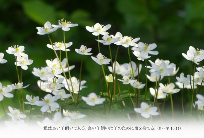 T034はがきサイズ　ニリンソウ