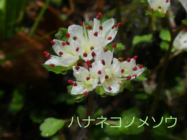 P4680419_edited-1