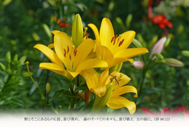 T049はがきサイズ　スカシユリ