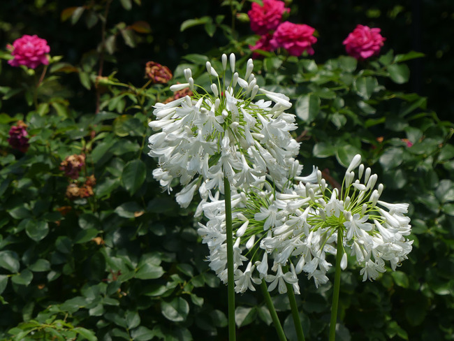 P4230424