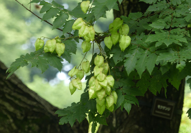 P6650373