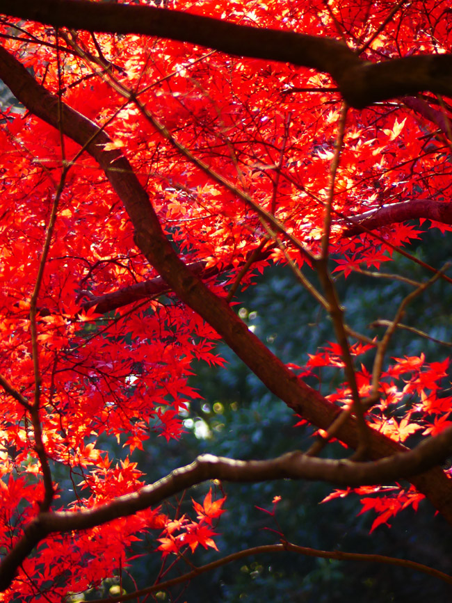 北の丸公園 紅葉満開 四季の風2
