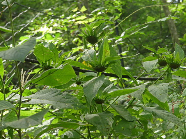 P7970423