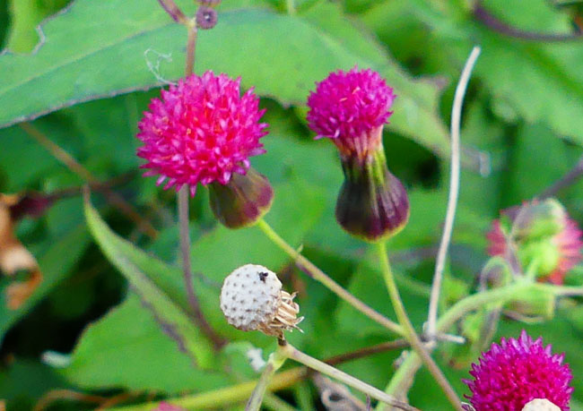 P3970752