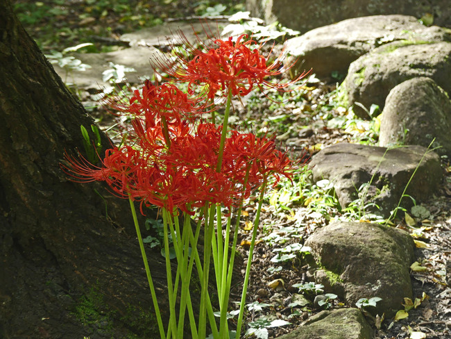 P1110139