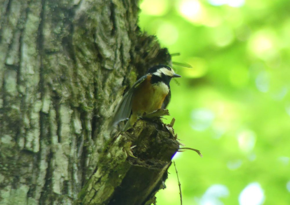 高尾のスミレなどとヤマガラ 四季の風2