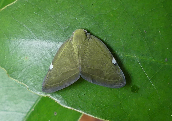 P5290277