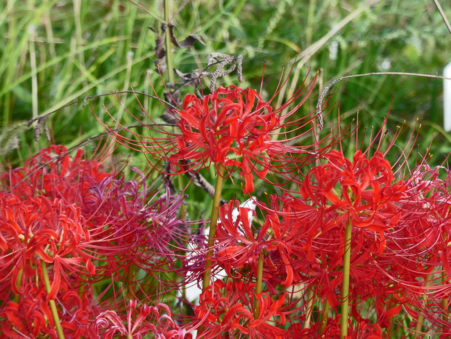 P5610327