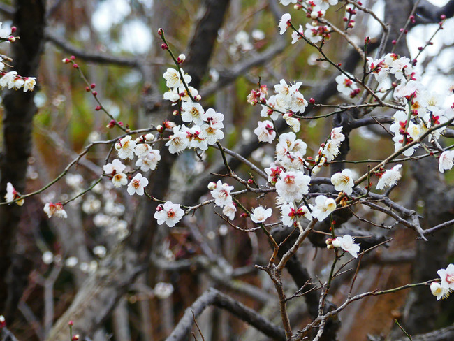 P6000487_edited-1