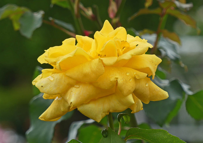 P2990242