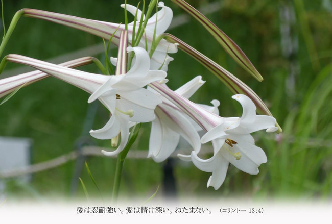 はがきサイズ　タカサゴユリT009