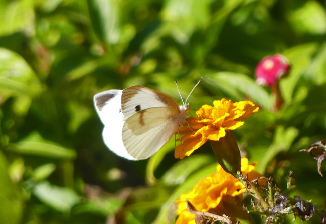P3660647_edited-1