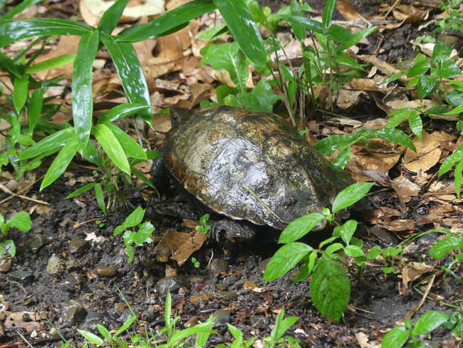 P4620180