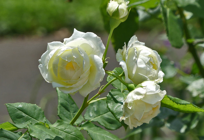 P1830034