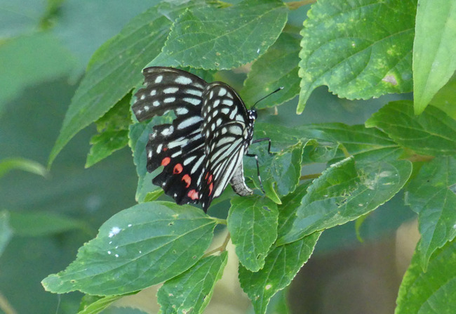 P5180120