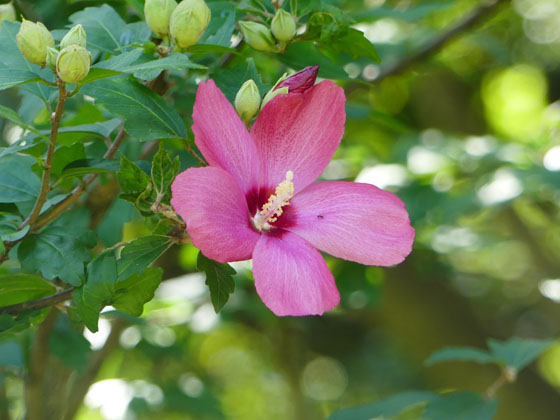 P5270326