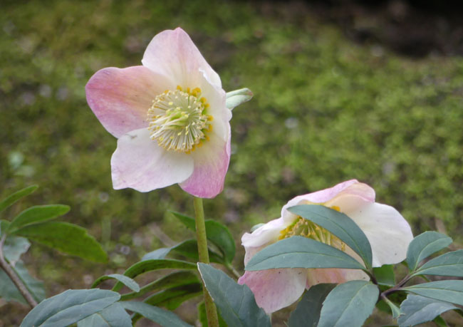 P4260468