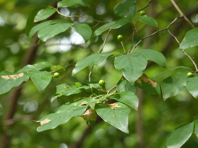 P6800809