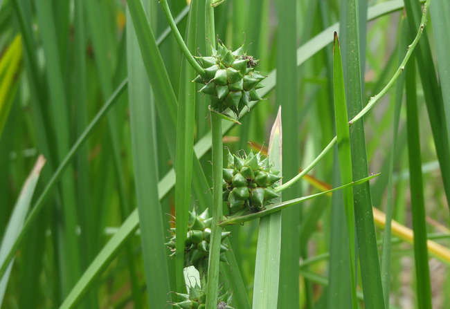 P3390352