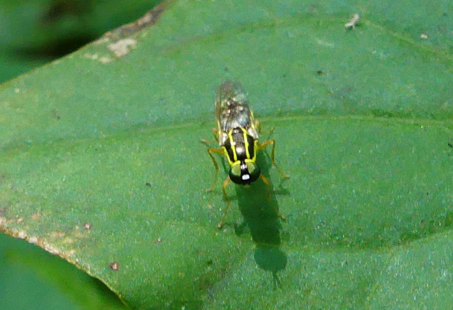 P6730309