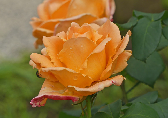 P2990202