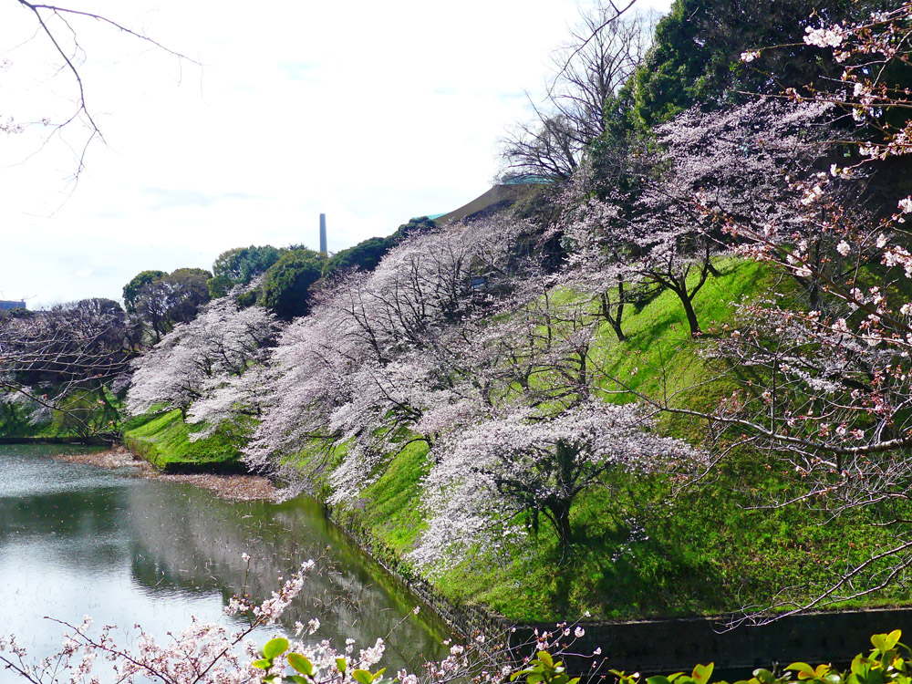 北の丸公園 桜満開 四季の風2