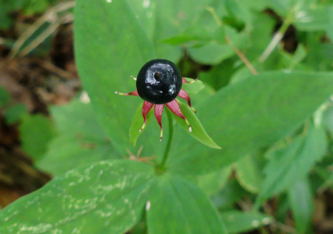 P5420166_edited-1