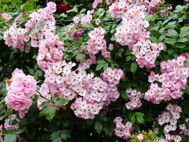 P5050638