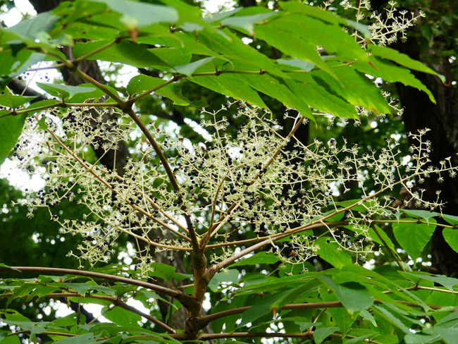 P3720383