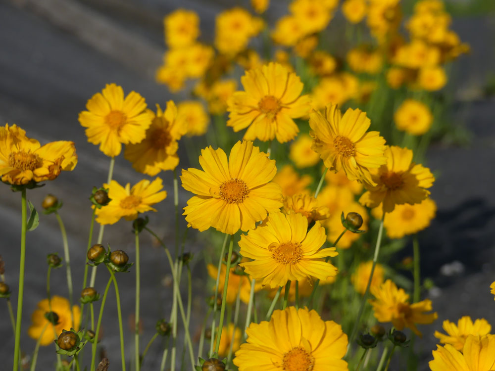 キンケイギクとキョウジシギとブラシの木 四季の風2 キンケイギクとキョウジシギとブラシの木 四季の風2