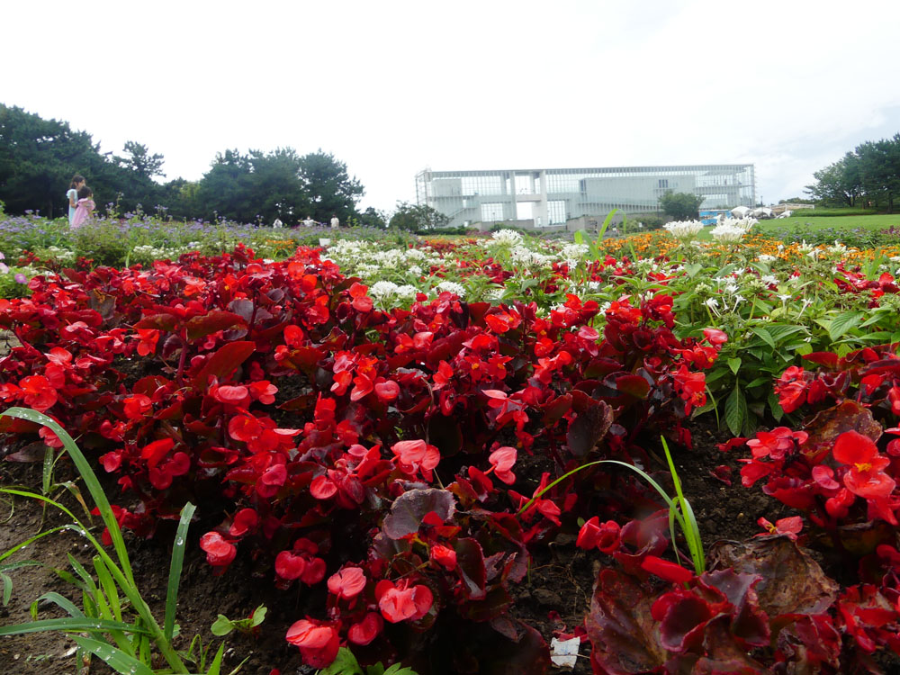 葛西臨海公園 浜の花 四季の風2