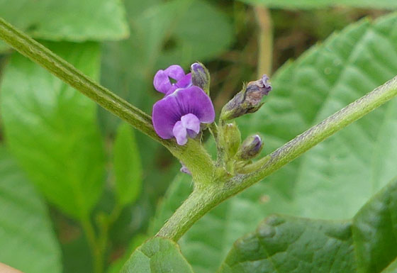 P5290419