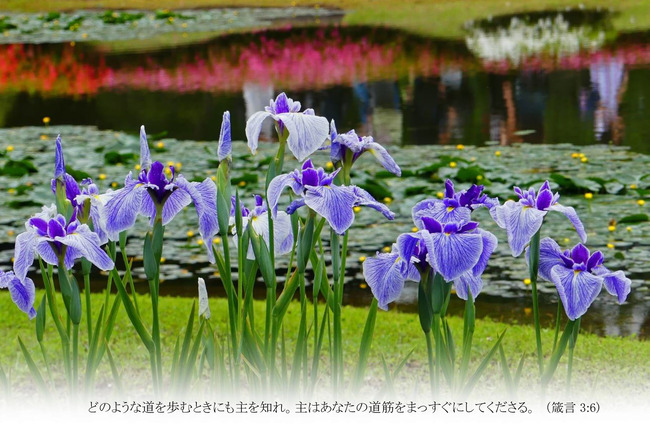 T48はがきサイズ　花菖蒲