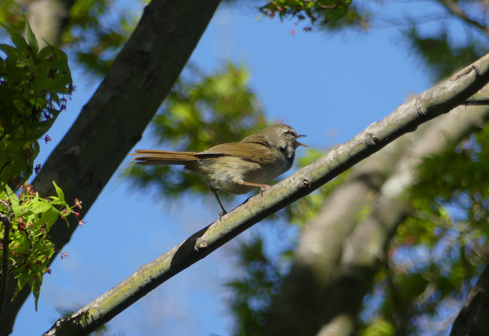 鳴くや鶯!ウグイスの声をたっぷり。 : 四季の風2