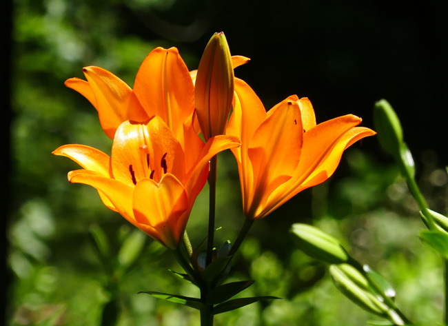 P6490447
