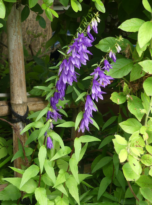 P6560739